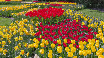 a flower bed of red tulips, yellow tulips and daffodils at Keukenhof gardens near amsterdam, netherlands