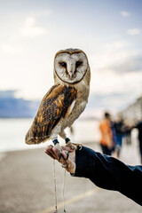 Barn Owl on Hand with Blurred Beach Background © Afshien