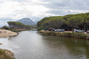 Riverbank with Pine Forest on Sardinia