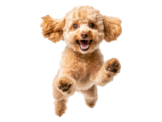 Happy small dog joyfully jumping in mid-air against a white background