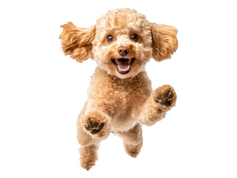 Happy small dog joyfully jumping in mid-air against a white background - Powered by Adobe