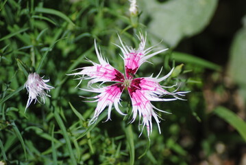 white and purple spiky flower in garden
