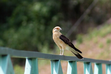 Red-tailed hawk (Buteo rufescens)