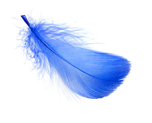Obraz premium One fluffy blue feather isolated on white
