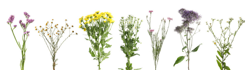 Beautiful meadow flowers in row isolated on white, set