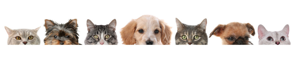 Adorable cats and dogs peeking out from banner on white background
