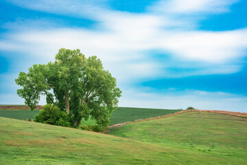 Nature landscape countryside scene of a single tree on rolling green rural hills with blue sky