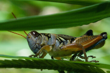 Spur-throated grasshopper in the family Acrididae
During outbreaks the Lakin grasshopper...