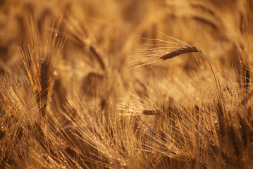 Golden heads of Hard Red Wheat ready for harvest