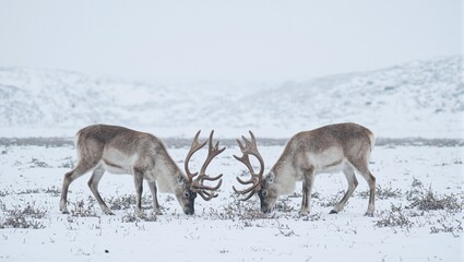 Majestic caribou with frost covered antlers grazing on frozen tundra under a pale sky