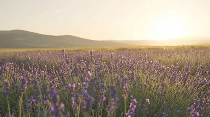 Fototapeta premium Vibrant lavender field in early bloom under a clear sky at sunrise