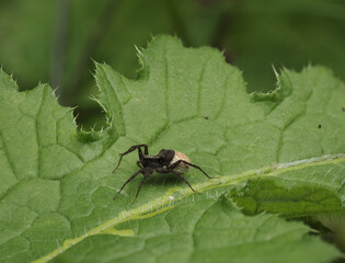 Laufwolf (Pardosa spec.)