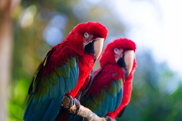 2 Red Parrots Together