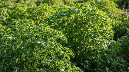 Fototapeta premium Lush parsley patch with curly green leaves in soft morning light on a small farm