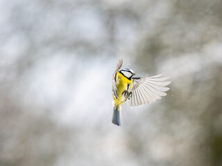 Blaumeise (Cyanistes caeruleu)