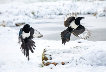 Elster (Pica pica)         ,                         Elster ,Pica pica, ,magpie,...