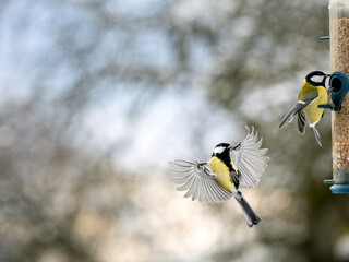 Kohlmeise (Parus major)