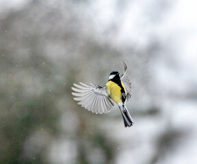 Kohlmeise (Parus major) im Flug