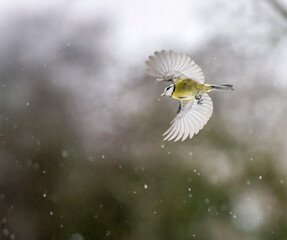 Obraz premium Kohlmeise (Parus major) im Flug. Blaumeise&nbsp;(Cyanistes caeruleu)