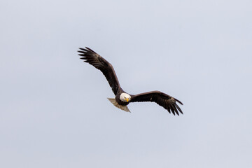 bald eagle in flight