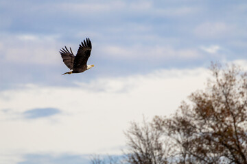 eagle in the sky