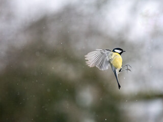 Kohlmeise (Parus major) im Flug