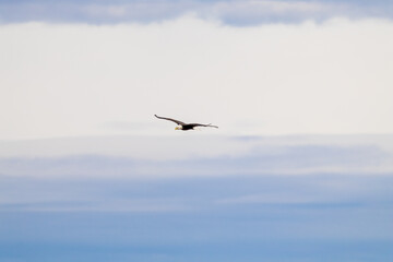 birds in the sky