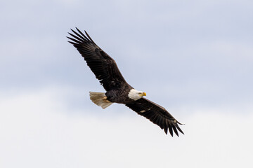 Obraz premium american bald eagle