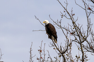 american bald eagle
