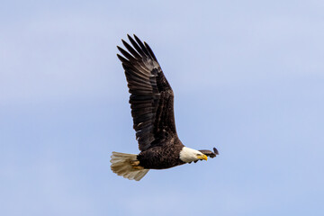 eagle in flight