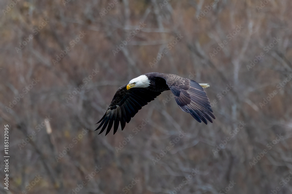 Poster eagle in flight