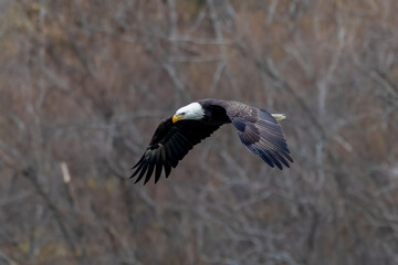 eagle in flight