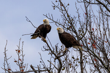 eagle in the wild