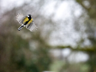 Kohlmeise (Parus major) im Flug