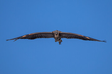 heron in flight