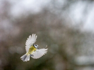Kohlmeise (Parus major) im Flug. Blaumeise (Cyanistes caeruleu)