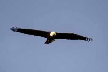 bald eagle in flight