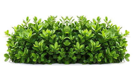 Obraz premium green bush isolated on transparency background perfect for garden landscaping decorative foliage and nature-inspired designs 