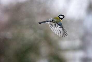 Kohlmeise (Parus major) im Flug