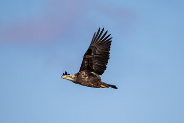 bald eagle in flight