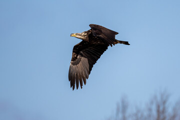 eagle in flight