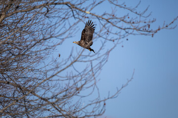 eagle in the sky