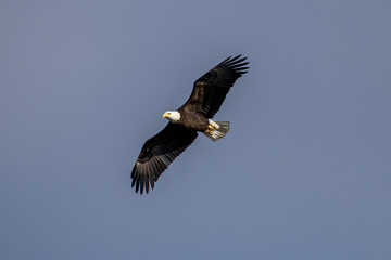 bald eagle in flight