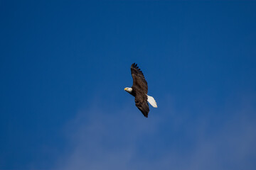 eagle in flight