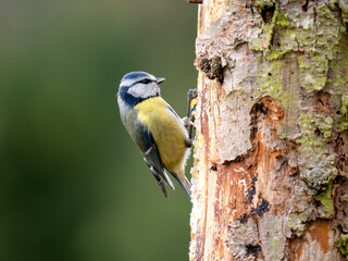 Blaumeise (Cyanistes caeruleu)