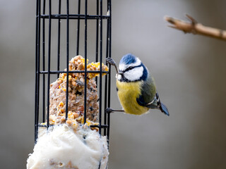 Blaumeise (Cyanistes caeruleu)
