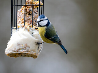 Blaumeise (Cyanistes caeruleu)