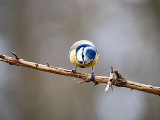 Blaumeise (Cyanistes caeruleu)