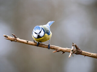 Blaumeise (Cyanistes caeruleu)