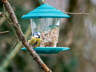 Blaumeise (Cyanistes caeruleu)